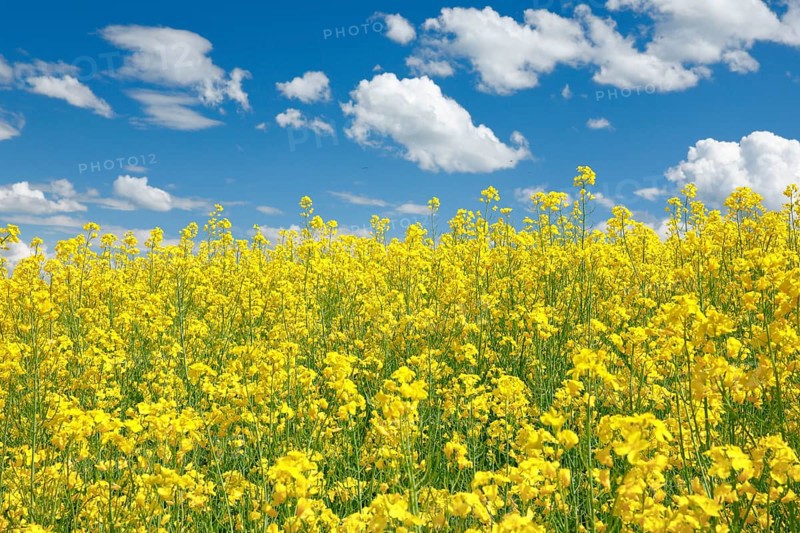 Rape field in bloom under blue sky
