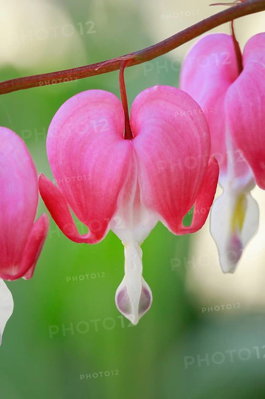 Close-up of the flower of the watering heart (Lamprocapnos spectabilis)