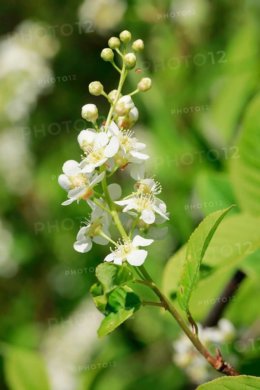 Close-up of flowers of the common weeping cherry in spring