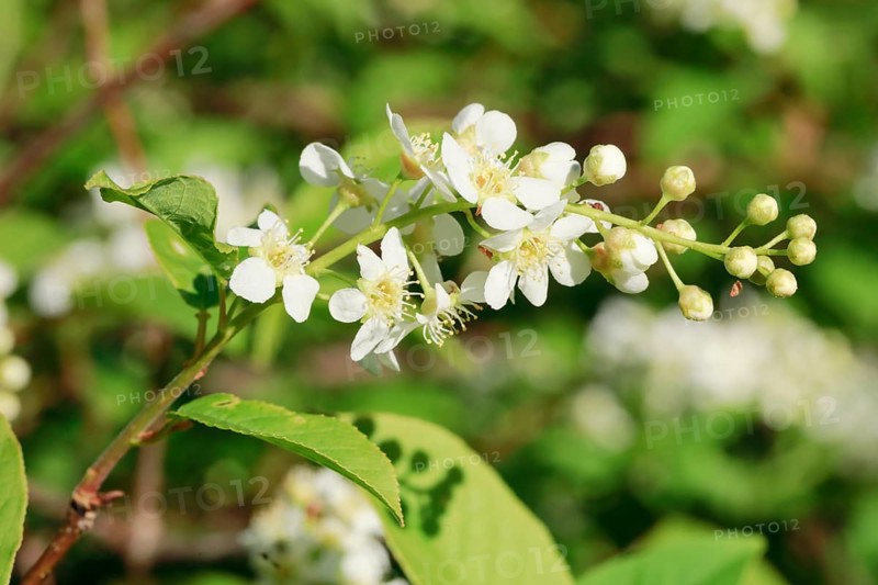 Close-up of flowers of the common weeping cherry in spring