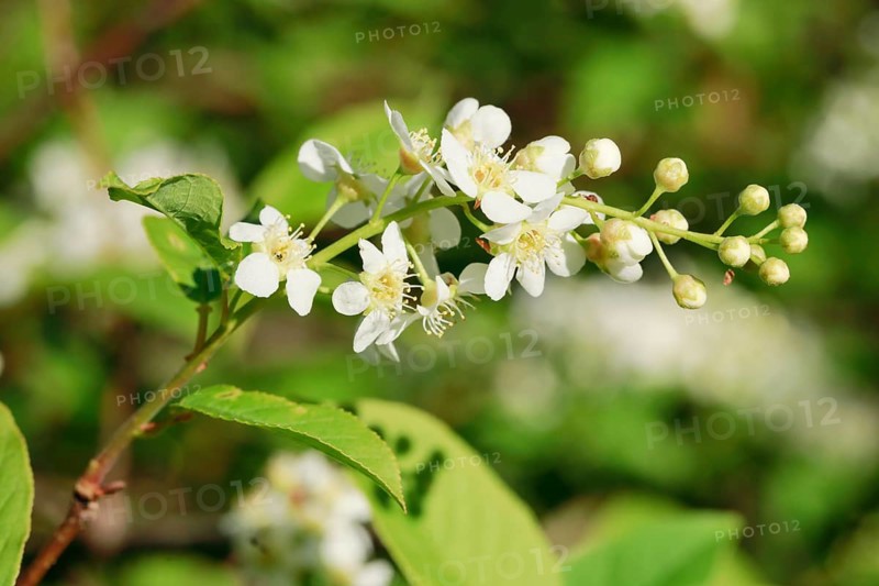 Close-up of flowers of the common weeping cherry in spring
