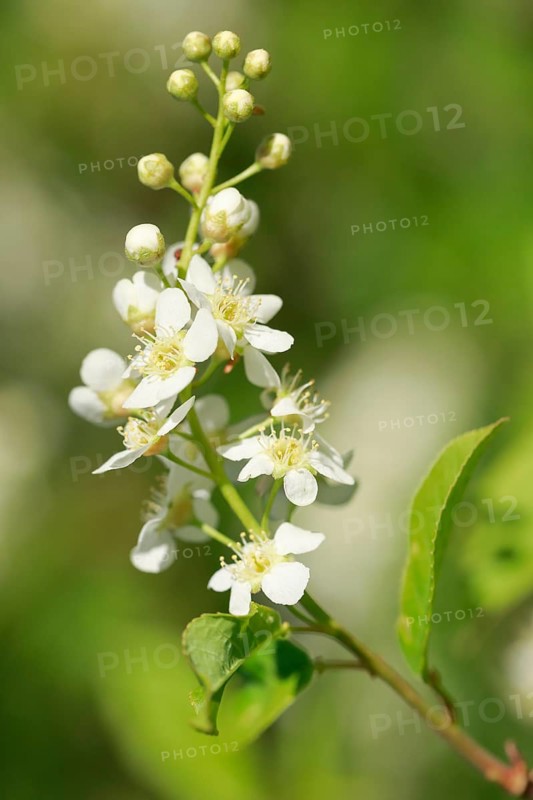 Close-up of flowers of the common weeping cherry in spring