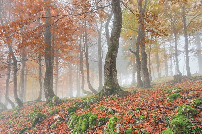 Autumn beech forest in fog