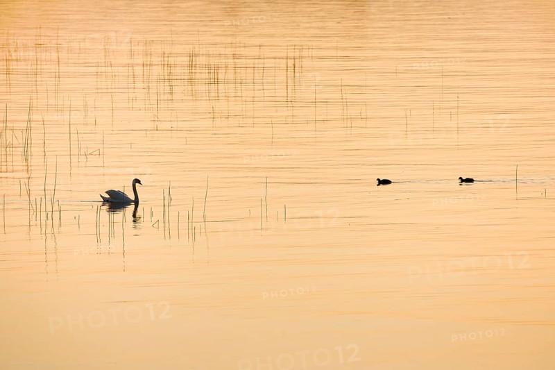 Mute swan (Cygnus olor)