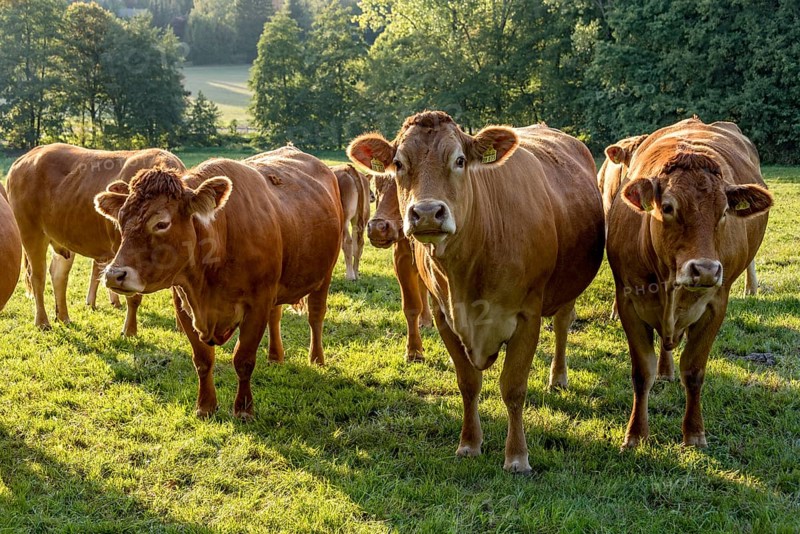 Cows