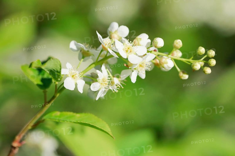 Close-up of flowers of the common weeping cherry in spring