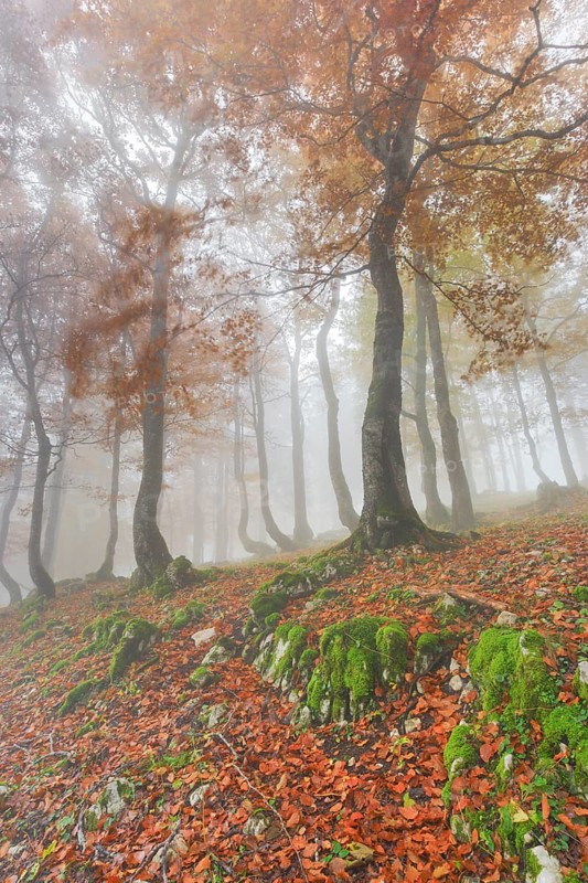 Autumn beech forest in fog