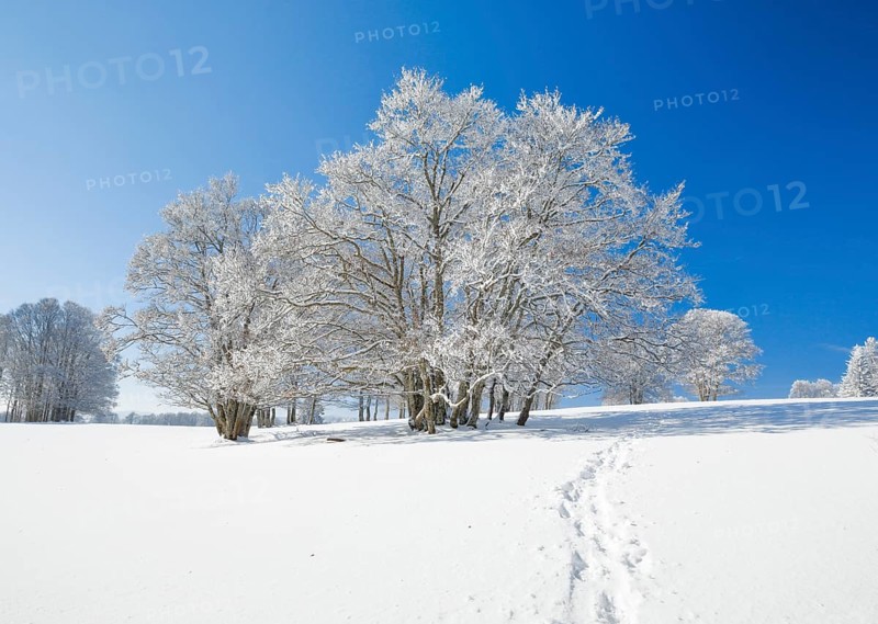 Snowshoe tracks in deep snowy landscape with beech trees under blue sky in Neuchatel Jura