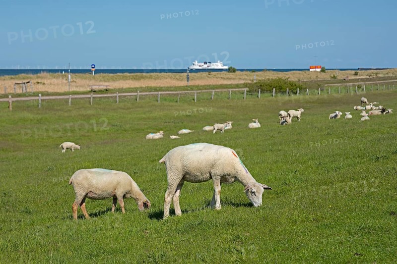 Sheep on the dike