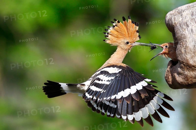 Hoopoe (Upupa epops)