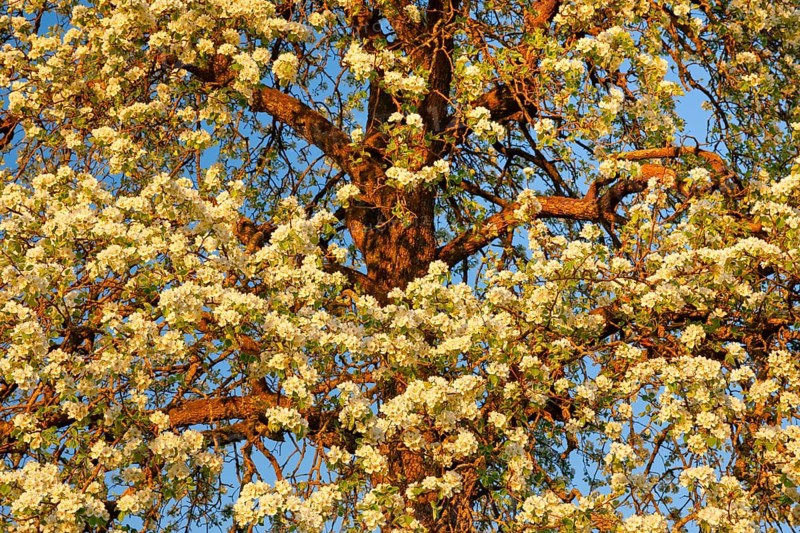 Abstract cutout of blossoming pear tree at sunset in spring