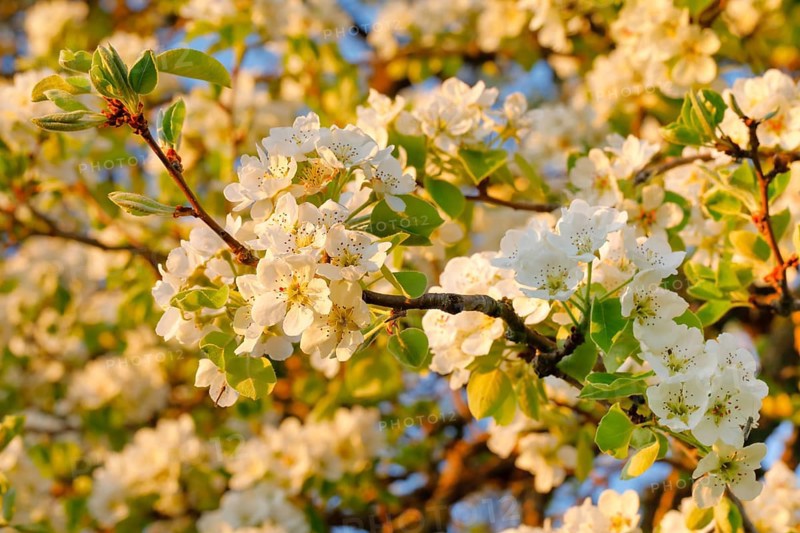Close up of pear tree blossoms in spring
