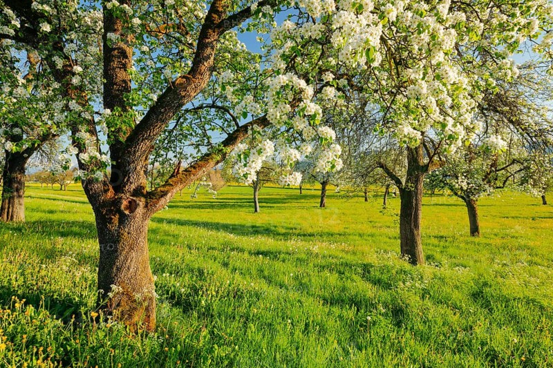 Flowering pear trees in spring in the evening light