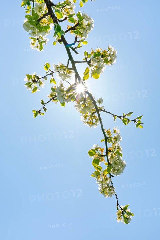 Close up of pear tree blossoms in spring