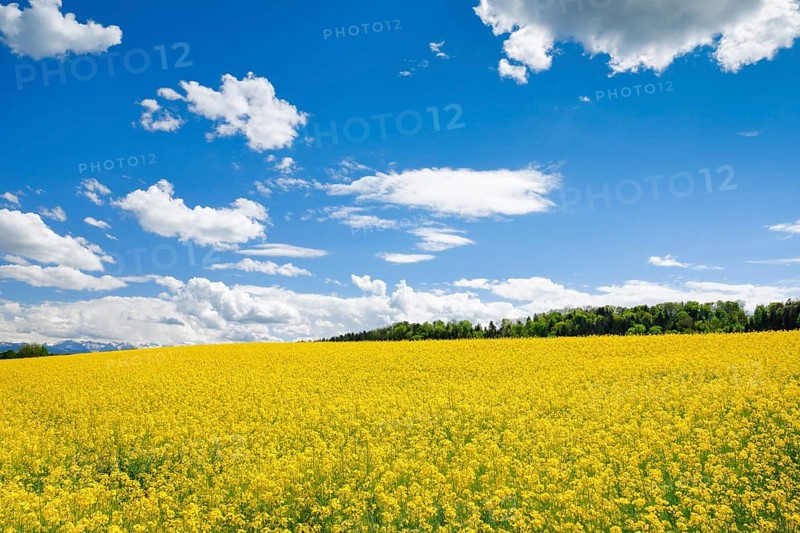 Rape field in bloom under blue sky