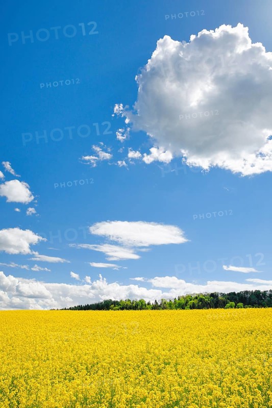 Rape field in bloom under blue sky