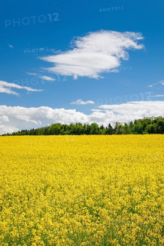 Rape field in bloom under blue sky