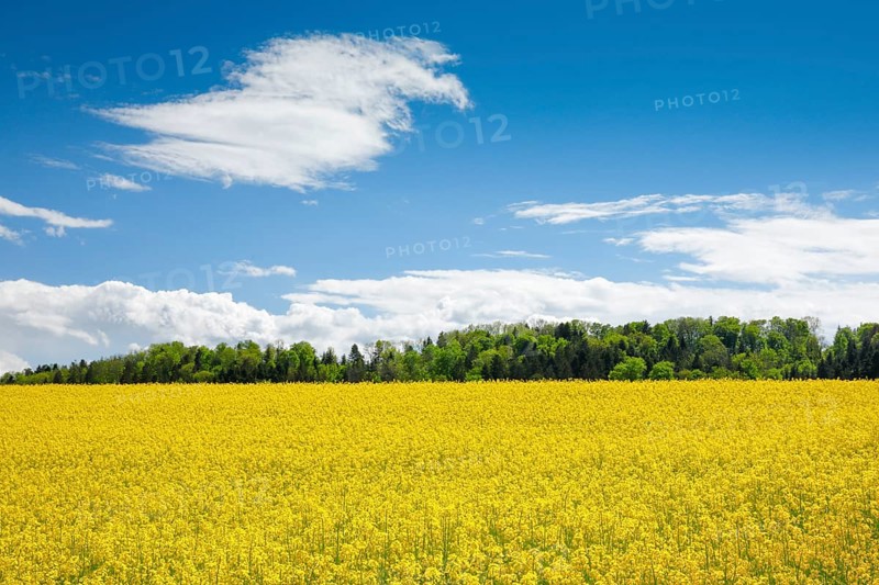 Rape field in bloom under blue sky
