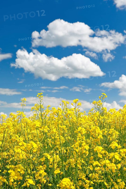 Rape field in bloom under blue sky