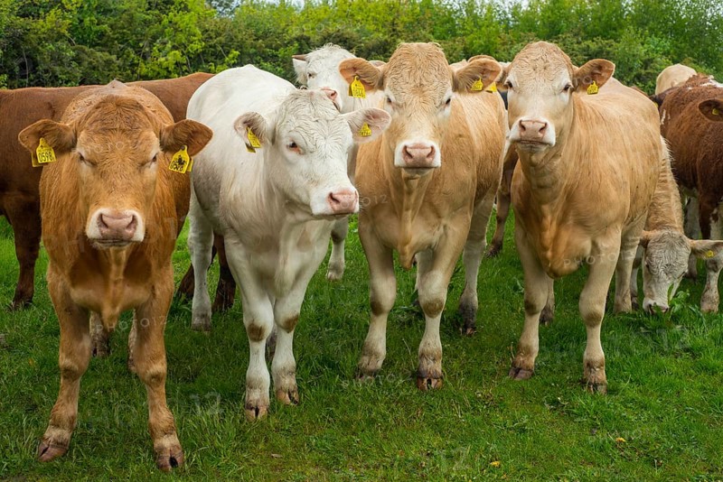 Beef cattles standing side by side on pastureland at Hovs Hallar
