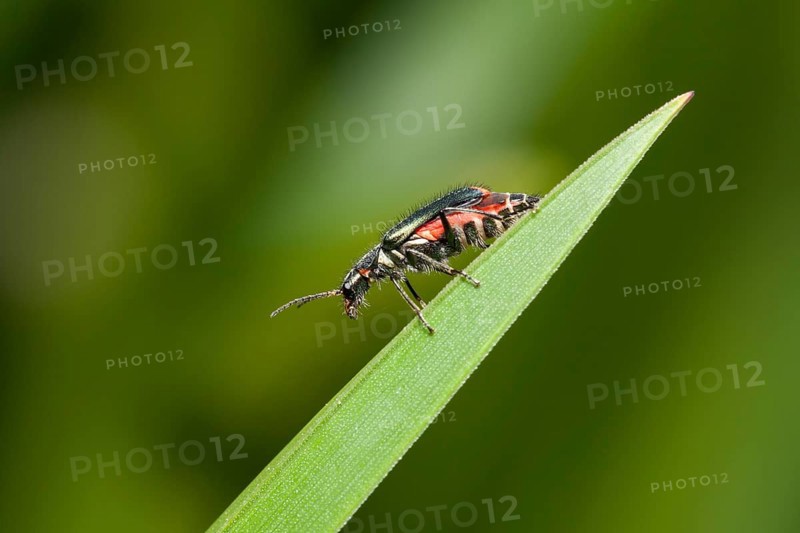 Spider beetle