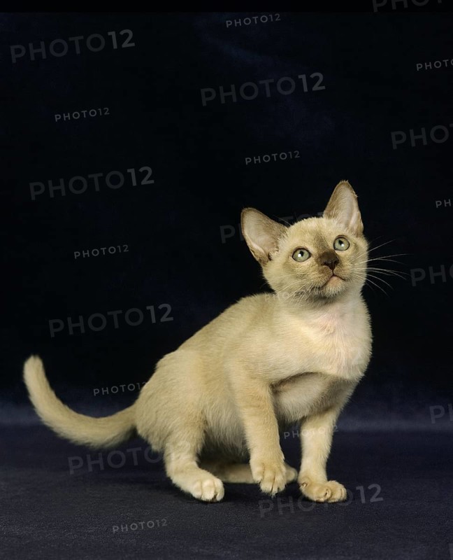 Chocolate Burmese domestic cat