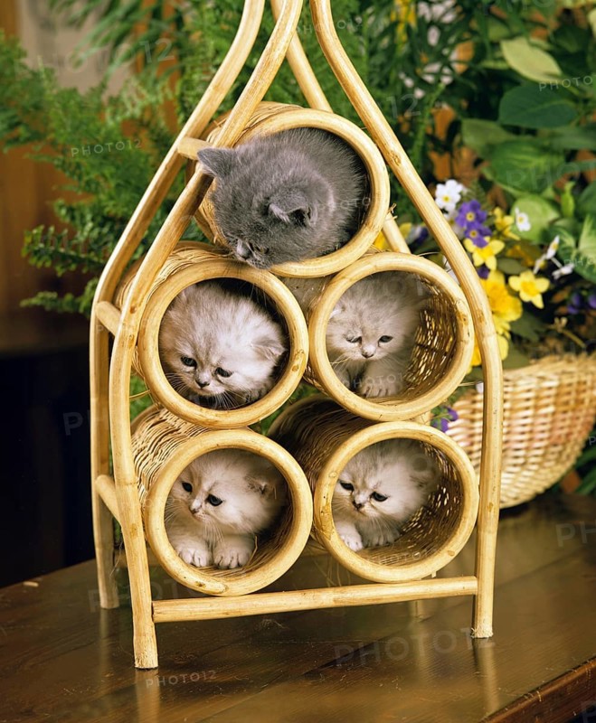 Exotic Shorthair domestic cat