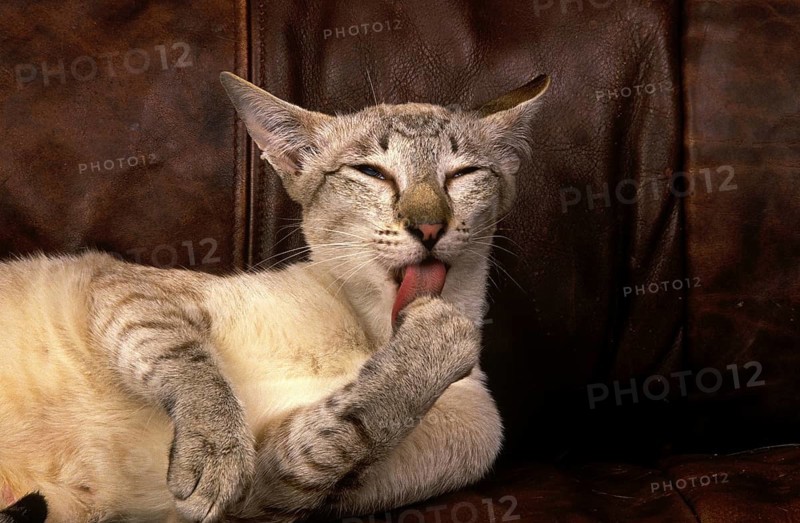 Siamese house cat grooming