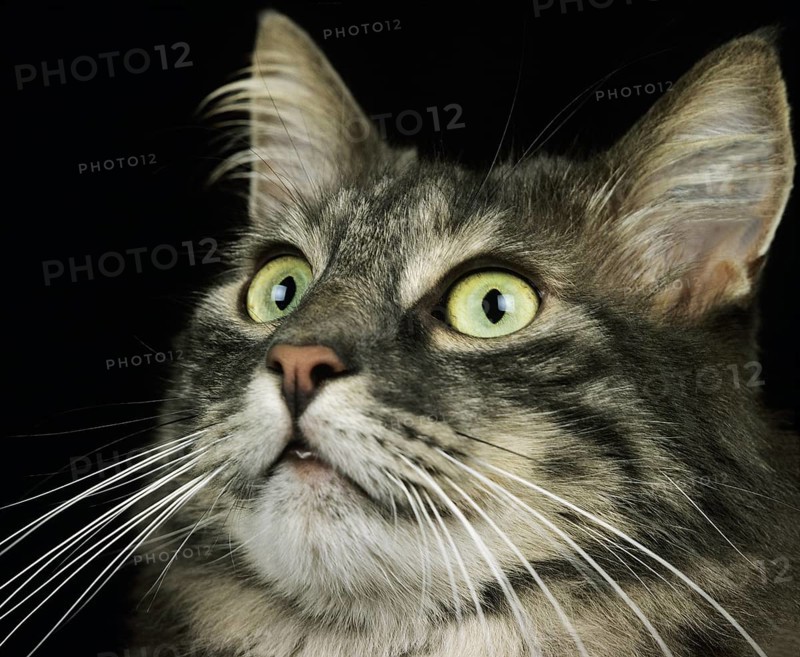 Skogkatt domestic cat