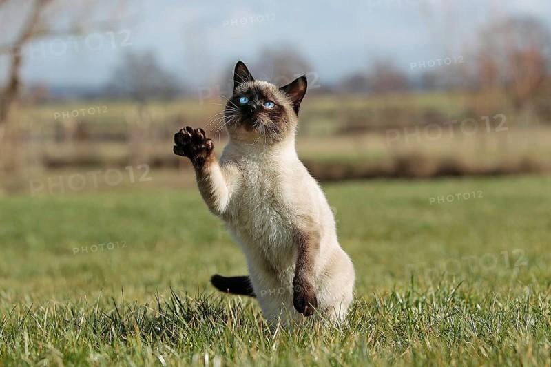 SEAL POINT SIAMESE HOUSE CAT