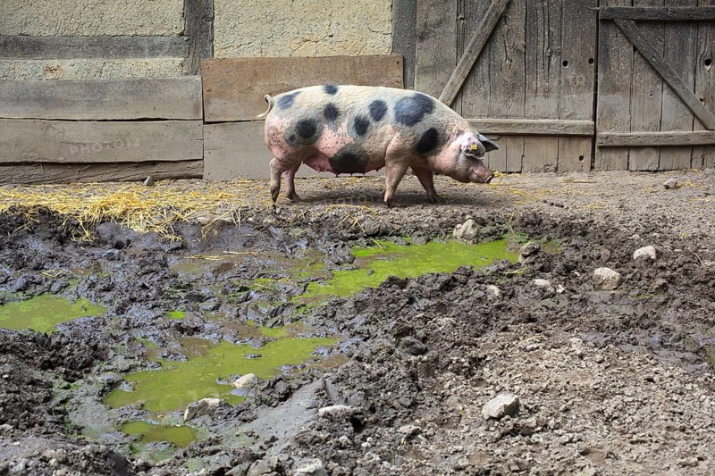 Bunte Bentheimer pig