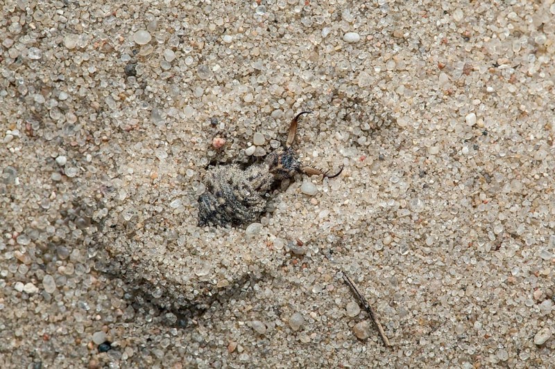 Ant lion in sand