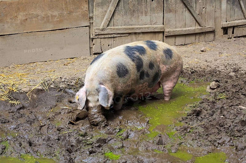 Bunte Bentheimer pig
