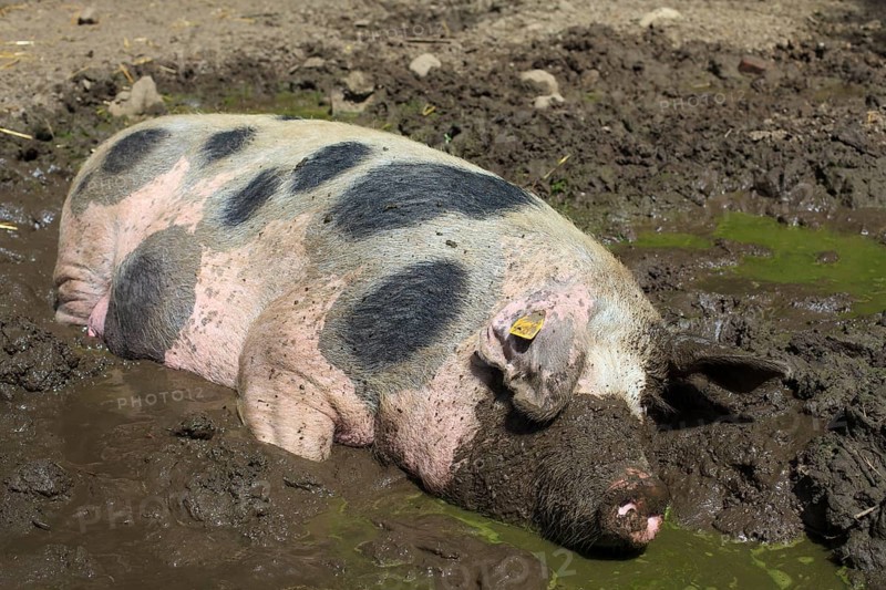 Bunte Bentheimer pig