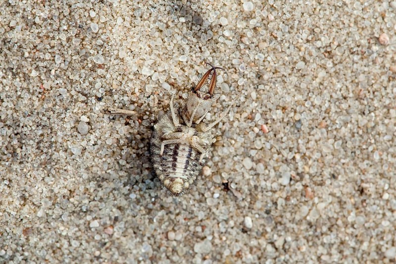 Ant lion in sand