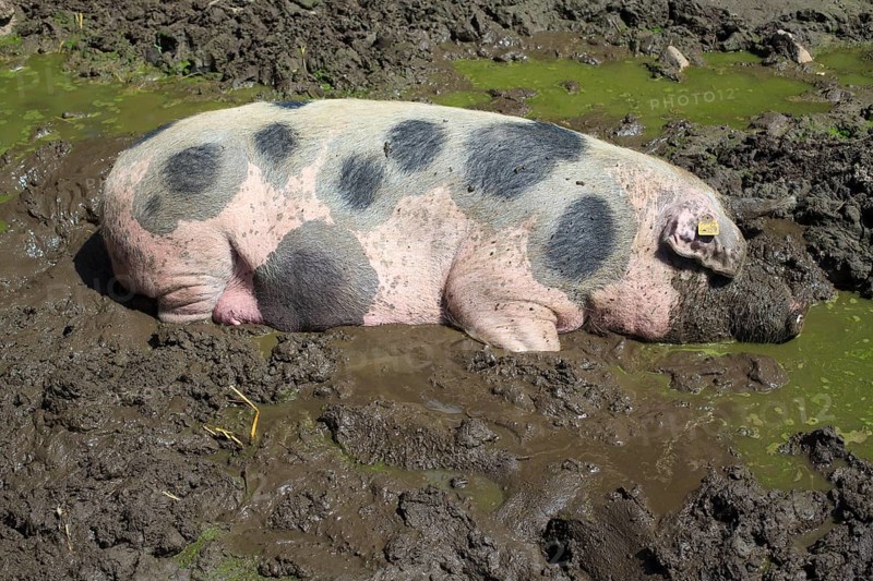 Bunte Bentheimer pig