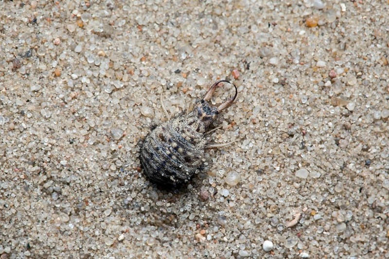 Ant lion in sand