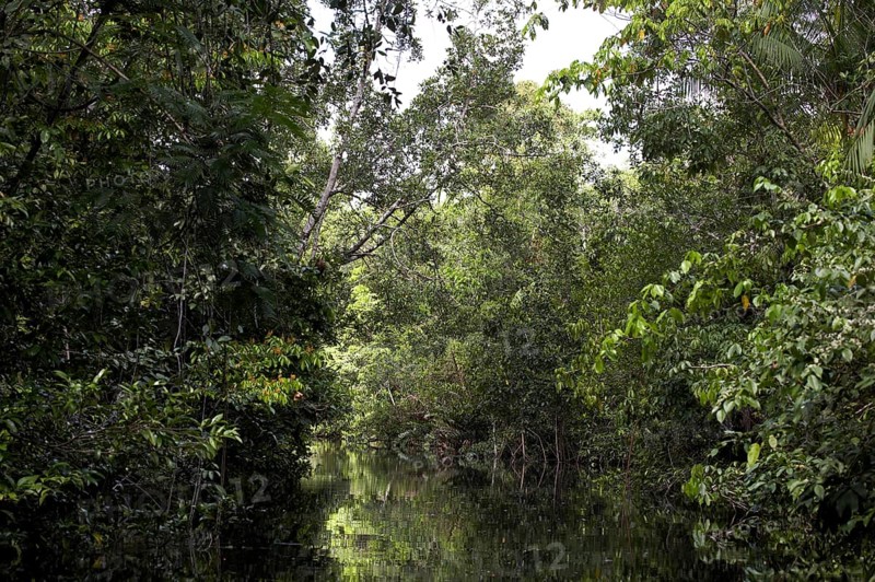 River and forest in the Orinoco Delta