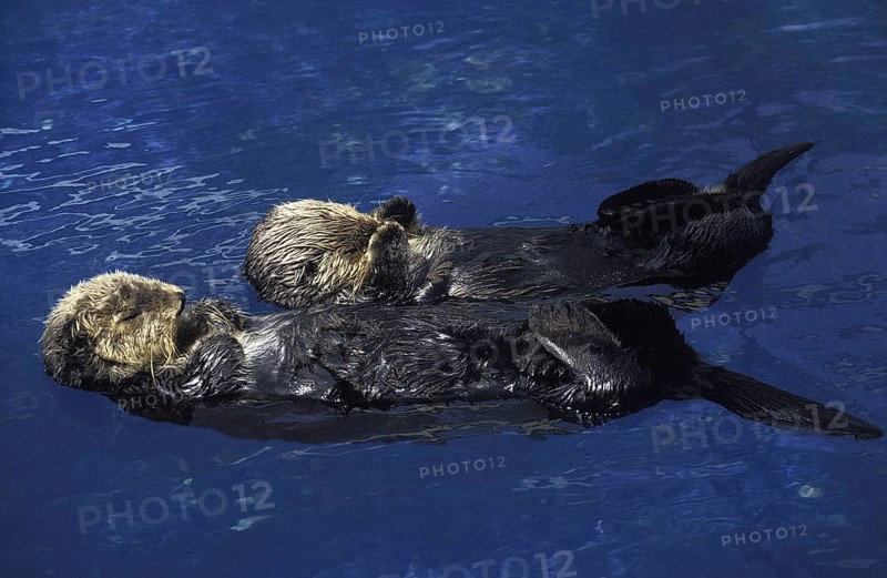 Sea otter (enhydra lutris)