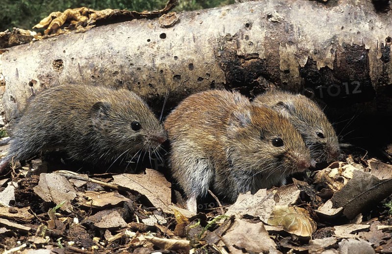 Myodes glareolus