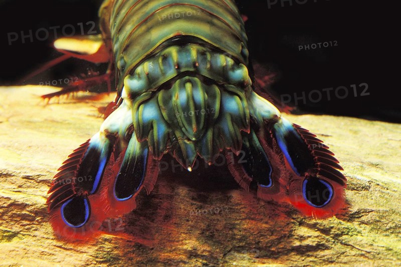 Clown mantis shrimp