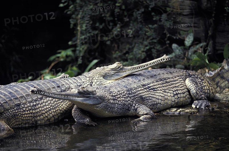 Gavial or Charial (gavialis gangeticus)