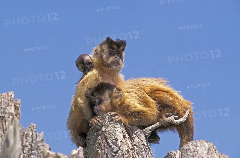 Black Capped Capuchin (cebus apella)