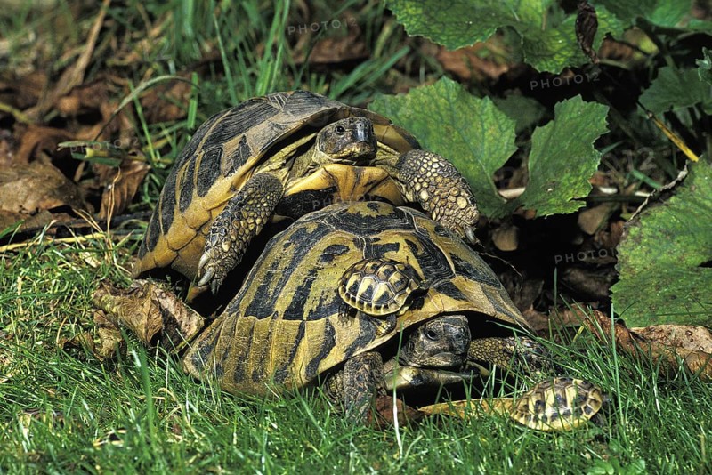 Hermann's Tortoise (testudo hermanni)