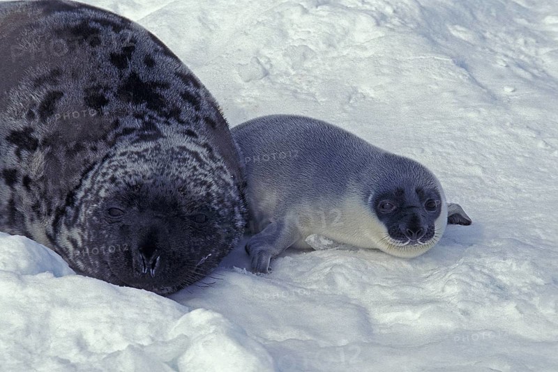 Hooded Seal (cystophora cristata)