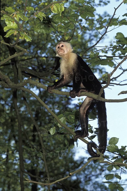 White Headed Capuchin (cebus capucinus)