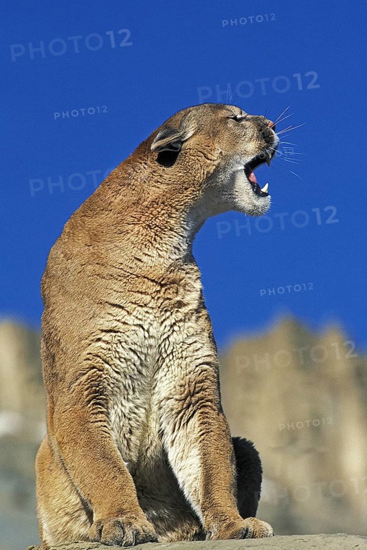 Cougar (puma concolor)