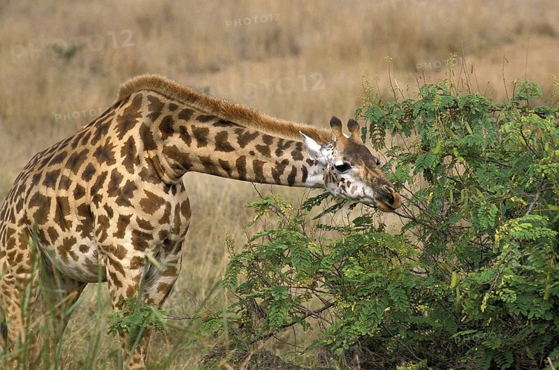 Masai Giraffe (giraffa camelopardalis tippelskirchi)