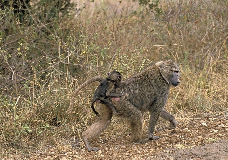 Olive Baboon (papio anubis)