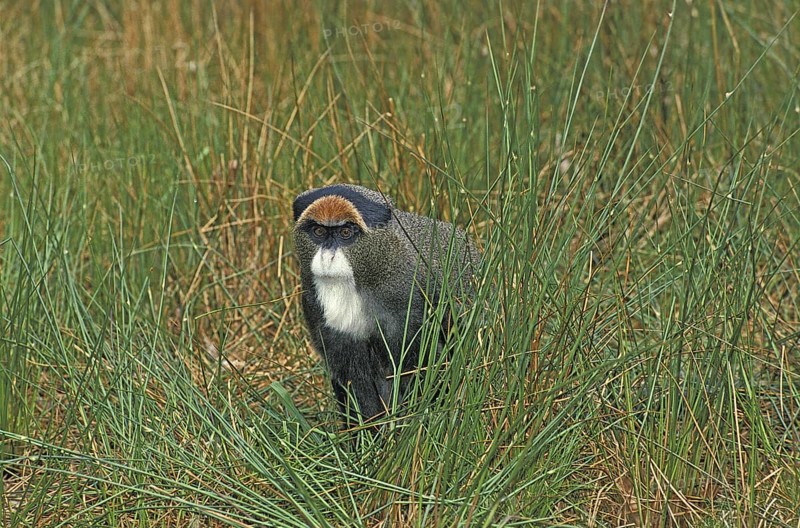 De Brazza's Monkey (cercopithecus neglectus)